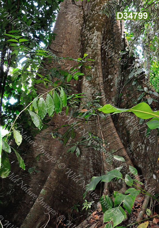 Kapok (Ceiba pentandra, Malvaceae)